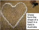  ??  ?? Sheep form the shape of a heart in a field in Australia