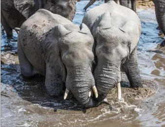  ??  ?? Elephants PIC: THALEFANG CHARLES