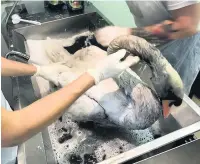  ??  ?? ●● A swan covered in oil gets treatment