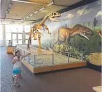  ?? Joshua Berman, The Denver Post ?? Above left, Shanti Berman runs past an allosaurus skeleton and an 80-foot-long mural telling the story behind the fossil collection at the Carnegie Quarry in Dinosaur National Monument in northeaste­rn Utah.