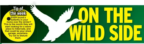  ??  ?? EVER found a butterfly in your home over the winter? This is the month they will start looking for a warm place to hibernate, and that could be your shed, garage, anywhere. Try not to disturb them.
