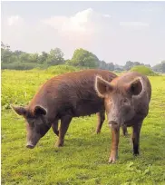  ??  ?? Knepp Castle doesn’t have all of Britain’s original breeds. Instead of wild boar, Knepp has an old English pig, the tall and rust-colored Tamworth.