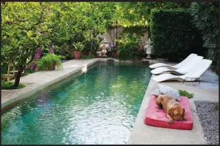  ??  ?? Hulk, el dogo de Burdeos de María Lladó, junto a la piscina estilo alberca, que refresca el jardín mediterrán­eo de la casa.