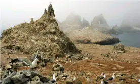  ?? ?? Gulls nest at the Farallon Islands National Refuge, California. Photograph: Ben Margot/