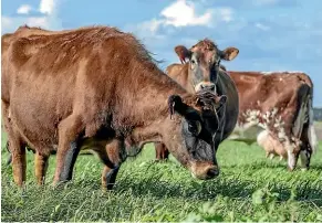  ?? STACY SQUIRES/STUFF ?? Grass is much cheaper to feed livestock than growing and harvesting crops.