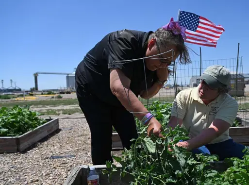  ?? Photos by RJ Sangosti, The Denver Post ?? Elaine Wright, a client at Dynamic Dimensions, left, works with Linda Langelo of Colorado State University in a community garden on July 8 in Burlington. Dynamic Dimensions is a nonprofit in Burlington that helps adults with disabiliti­es.