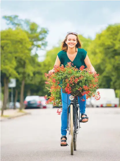  ?? FOTO: BLOMSTERFR­ÄMJANDET/PELARGONIU­M FOR EUROPE ?? Frossa i enkla och vackra pelargoner.