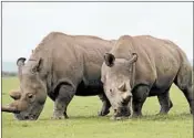  ?? TONY KARUMBA/GETTY-AFP ?? Najin, left, and Fatu are the last northern white rhinos, and both are infertile. But there is still hope for the subspecies.