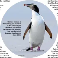  ??  ?? Climate change is threatenin­g the survival of the yellow-eyed penguin, the world’s rarest penguin species. Nest numbers had dropped significan­tly since 2012.