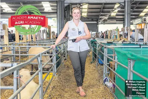  ?? Pictures: Richard Stanton ?? ■ Malan inspects the sheep lines at last year’s Royal Welsh Show