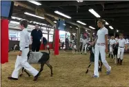  ??  ?? Emily Martin, 12, of Grafton, at right, walks her Nubian goat Harry in the show barn for judging on Aug. 25at the 175th Lorain County Fair. Emily, who has won awards for showing goats in previous fairs, influenced her older brother, Cody, 14, to show a goat this year.