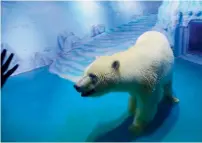  ?? AFP ?? Polar bear named ‘Pizza’ inside her enclosure at the Grandview Shopping Mall in Guangzhou province. —