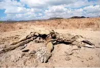  ??  ?? Impacto. Ante la falta de lluvias, por lo menos 80 por ciento de los estanques de la zona centro están secos.