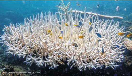  ?? VERONIQUE MOCELLIN/AUSTRALIAN INSTITUTE OF MARINE SCIENCE • HANDOUT VIA REUTERS/FILE ?? Coral reefs bleach in the Great Barrier Reef as scientists conduct in-water monitoring during marine heat in Martin Reef, March 15, 2024, in this handout picture obtained by Reuters on April 12.