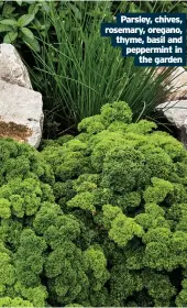  ??  ?? Parsley, chives, rosemary, oregano, thyme, basil and peppermint in the garden