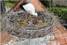  ?? Foto: Selzle ?? Vier Storchenba­bys haben Witti und Gisilo in Wittisling­en zu versorgen. Knapp ein einhalb Stunden hat Manfred Selzle auf dieses Foto gelauert.