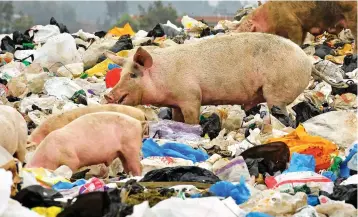  ??  ?? Pollution: Pigs at Ngong town dumping site, near the Kenyan capital Nairobi