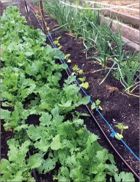  ?? PHOTO COURTESY OF PEYTON ELLAS ?? The late spring garden is often in transition, with turnips, garlic, cucumbers and beans (not germinated yet in this photo) growing together.