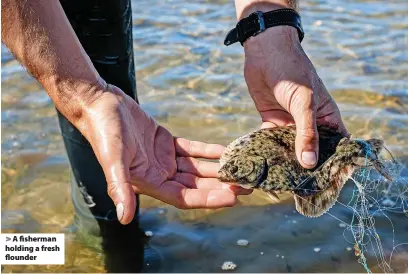  ?? ?? A fisherman holding a fresh flounder