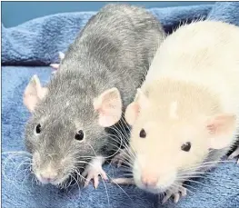  ?? COURTESY OF MARIN HUMANE ?? Rats are smart, social and make great pets.