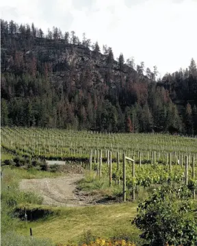  ?? CP FILE PHOTO ?? The scars of the Okanagan Mountain Park fire of 2003 around CedarCreek winery are seen on top of the mountain in Kelowna in 2004. B.C. researcher­s are examining how grapes respond to smoke exposure, and if it can be detected.