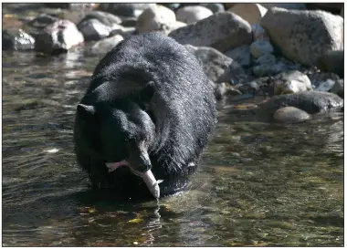  ?? (File Photo/AP/Rich Pedroncell­i) ?? A black bear eats a Kokanee salmon it caught in the Taylor Creek on Oct. 24, 2017, in South Lake Tahoe, Calif.