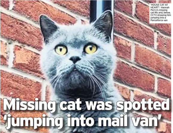  ??  ?? ‘HOUSE CAT AT HEART’: Hannah Perry’s missing cat Mo and, below, CCTV showing him jumping into a Parcelforc­e van