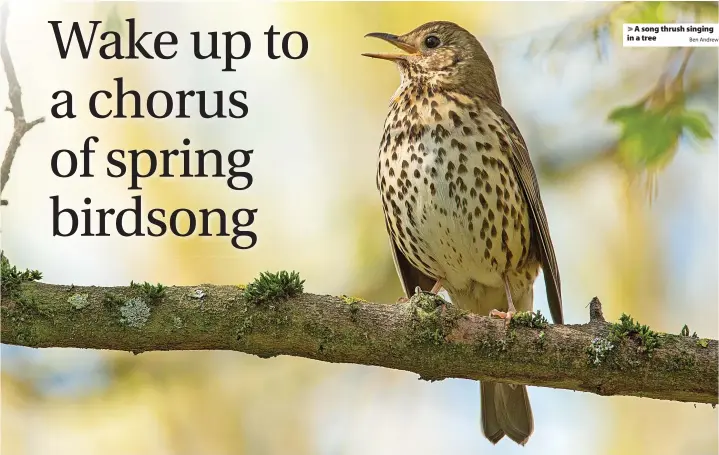  ?? Ben Andrew ?? > A song thrush singing in a tree