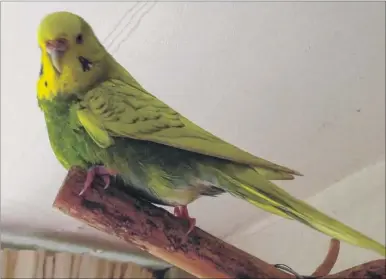  ??  ?? Budgerigar Molly went missing after flying out of the front door of a home in Wye