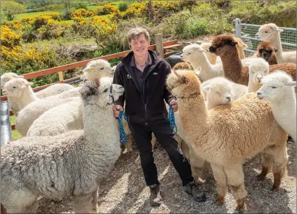  ??  ?? Joe Phelan with some of his alpacas.