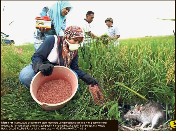  ?? — MUSTAFA AHMAD/ The Star ?? Man v rat : Agricultur­e department staff members using rodenticid­e mixed with padi to control rodents as farmers check the damaged padi in Kampung Paya Keladi in Bumbung Lima, Kepala Batas. (Inset) Ricefield Rat which is a menace.