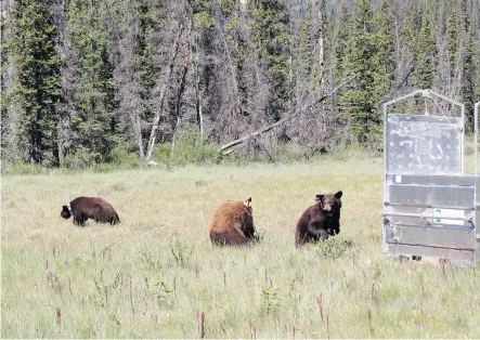 ?? PARKS CANADA ?? Three black bear cubs were rescued after being found in a Vermillion Lakes washroom last year. One was found dead earlier this month.
