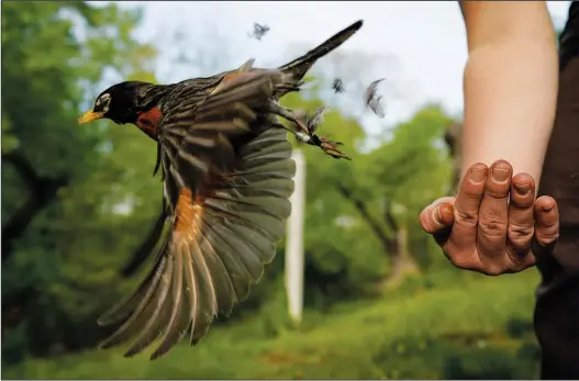  ?? (File Photo/AP/Carolyn Kaster) ?? Avian ecologist and Georgetown University Ph.D. student Emily Williams releases an American robin, too light to be fitted with an Argos satellite tag, after gathering samples and data and applying bands on April 28, 2021, in Cheverly, Md.