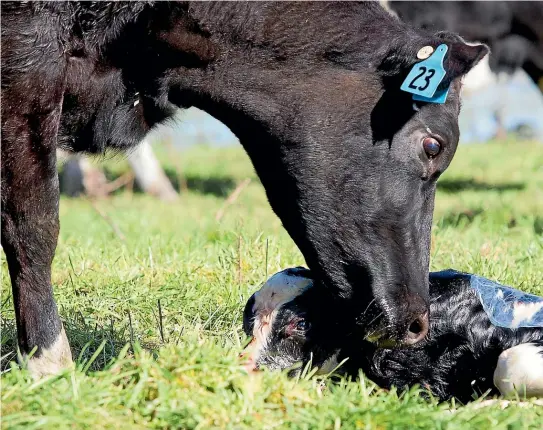  ?? GRANT MATTHEW/ STUFF ?? Dairy cows’ calves are usually taken from their mothers the day they are born and housed in feeding pens, right.