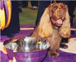  ?? PETER KRAMER/ASSOCIATED PRESS ?? At 10 — that’s almost 70 in human years — Stump, a Sussex spaniel, became the oldest Westminste­r winner ever in 2009.