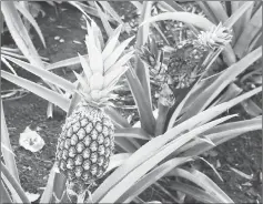  ??  ?? Pineapples are among the fruits that have been improved through intensive research.