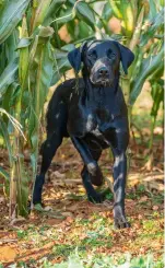  ?? ?? Dogs that do not walk well on a lead or to heel can be a problem when beating through maize