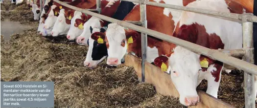  ??  ?? Sowat 600 Holstein en Simentaler-melkkoeie van die Bernartice-boerdery lewer jaarliks sowat 4,5 miljoen liter melk.
