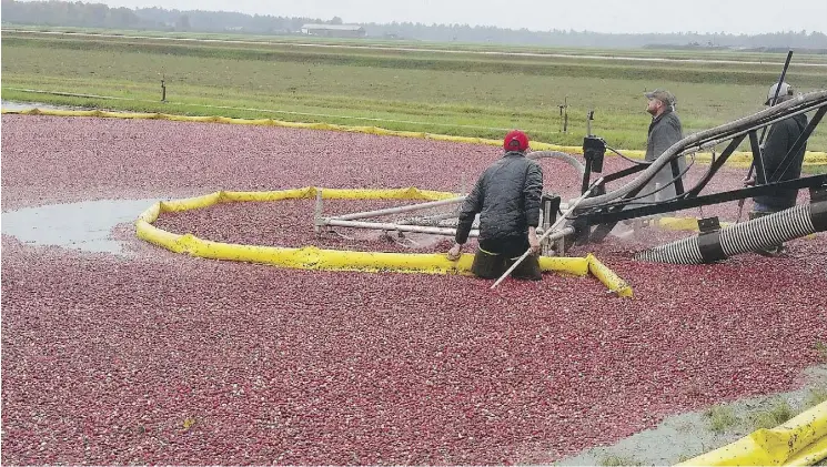  ?? PHOTOS: KATE SILVER/WASHINGTON POST ?? Cranberry marshes at Wetherby Cranberry Co. in Warrens, Wis., are flooded to make harvesting easier, above. If there’s a product with cranberry in it, the Wisconsin Cranberry Discovery Center in Warrens probably has it in its retail section, below.