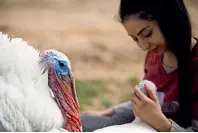  ?? AFP ?? A turkey, named Yael, sits next to a volunteer at the Freedom Farm in Moshav Olesh, Israel. —