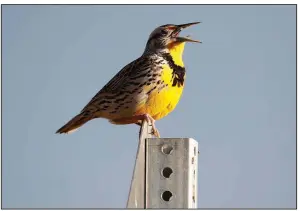  ?? AP/DAVID ZALUBOWSKI ?? A western meadowlark chirps in the Rocky Mountain Arsenal National Wildlife Refuge near Commerce City, Colo., in April. The species, and its cousin, the eastern meadowlark, are declining in alarming numbers along with many other birds.