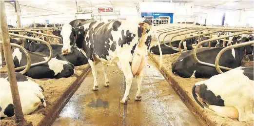  ?? ?? Diffuser de la musique dès le début de la traite aide les vaches à s’y préparer. Par exemple, les vaches couchées se lèvent et commencent à s’alimenter.