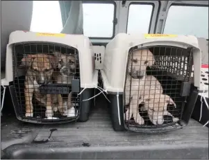  ?? The Associated Press ?? AWAITING TRANSPORT: Puppies await transport to the Berkshire Humane Society after a plane full of a few dozen puppies arrived at Pittsfield Municipal Airport in Pittsfield, Mass., Wednesday, from Mobile, Ala., ahead of Tropical Storm Delta to make room in the shelters affected by the storm. Some of the dogs will go to the Berkshire Humane Society and others will go to the Montgomery SPCA in New York. Once medically cleared, the dogs will be available for adoption to approved homes.