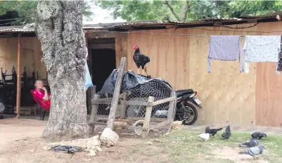  ??  ?? Un gallinero fue colocado en la “vereda” improvisad­a de uno de los refugios que se sitúa en la plaza de Armas frente al Congreso.