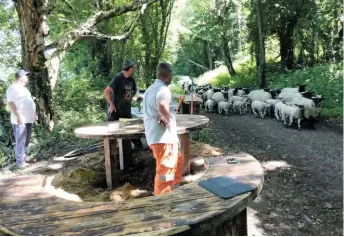  ?? KIER. ?? Kier staff pause for a flock of sheep to pass, as work on a new picnic area approaches completion at the Combe Valley Countrysid­e Park.