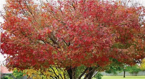  ?? PHOTOS: MIKE WELLS ?? COLOURS OF AUTUMN: Japanese Maple.