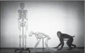  ?? ODED BALILTY — THE ASSOCIATED PRESS ?? Skeletons of a human and a monkey await installati­on at the Steinhardt Museum of Natural History in Tel Aviv, Israel, on Feb 19, 2018.