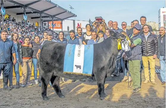  ??  ?? La Gran Campeona de la raza Angus fue una vaquillona intermedia de 585 kilos, propiedad de la cabaña Los Murmullos. Una reina.