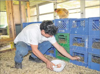  ?? SHARON MONTGOMERY-DUPE/CAPE BRETON POST ?? A hen keeps a close eye on Peter Arapis, co-founder of the House of Healing Church of Cape Breton in Dominion, along with his wife Heather. As he gathers eggs from his free range chicken house on their property at Cape Breton Salvage and Parts in...