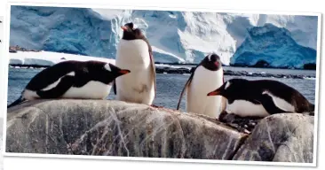  ??  ?? ICE AGE: Gentoo penguins, found on many of the islands in Antarctica. Main picture: The Hondius expedition ship dwarfed by towering mountains. Far left: Sadie on her kayaking trip